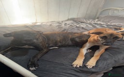 Mixed Breed dogs for sale: Belgian Malinois crosses - Image 18