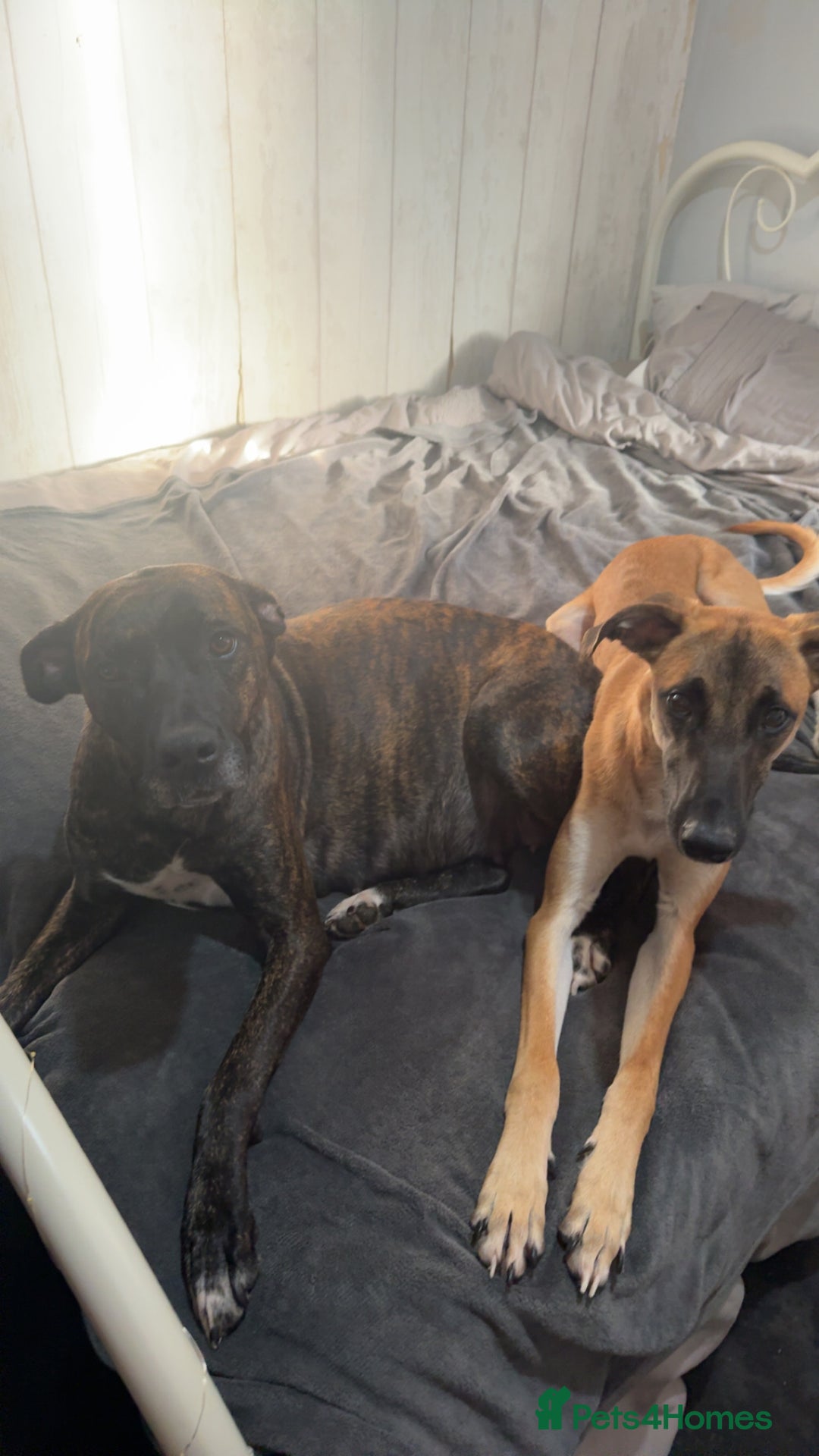 Mixed Breed dogs for sale: Belgian Malinois crosses - Image 18