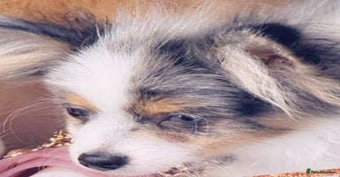 Pomeranian dogs in London - Advert 11