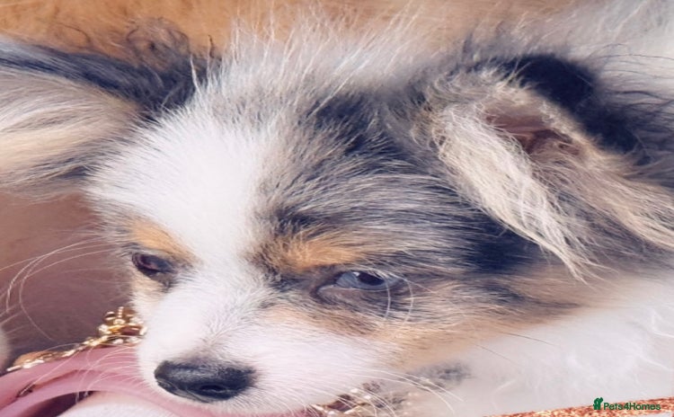 Pomeranian dogs in London - Advert 2