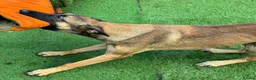 Belgian Shepherd Dog dogs for sale: 8 Month Old Mali/Dutch Female Pup BRN 56036 - Advert 6