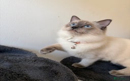 Ragdoll cats for sale: Ragdoll Kittens Looking for Their Forever Homes  - Image 26