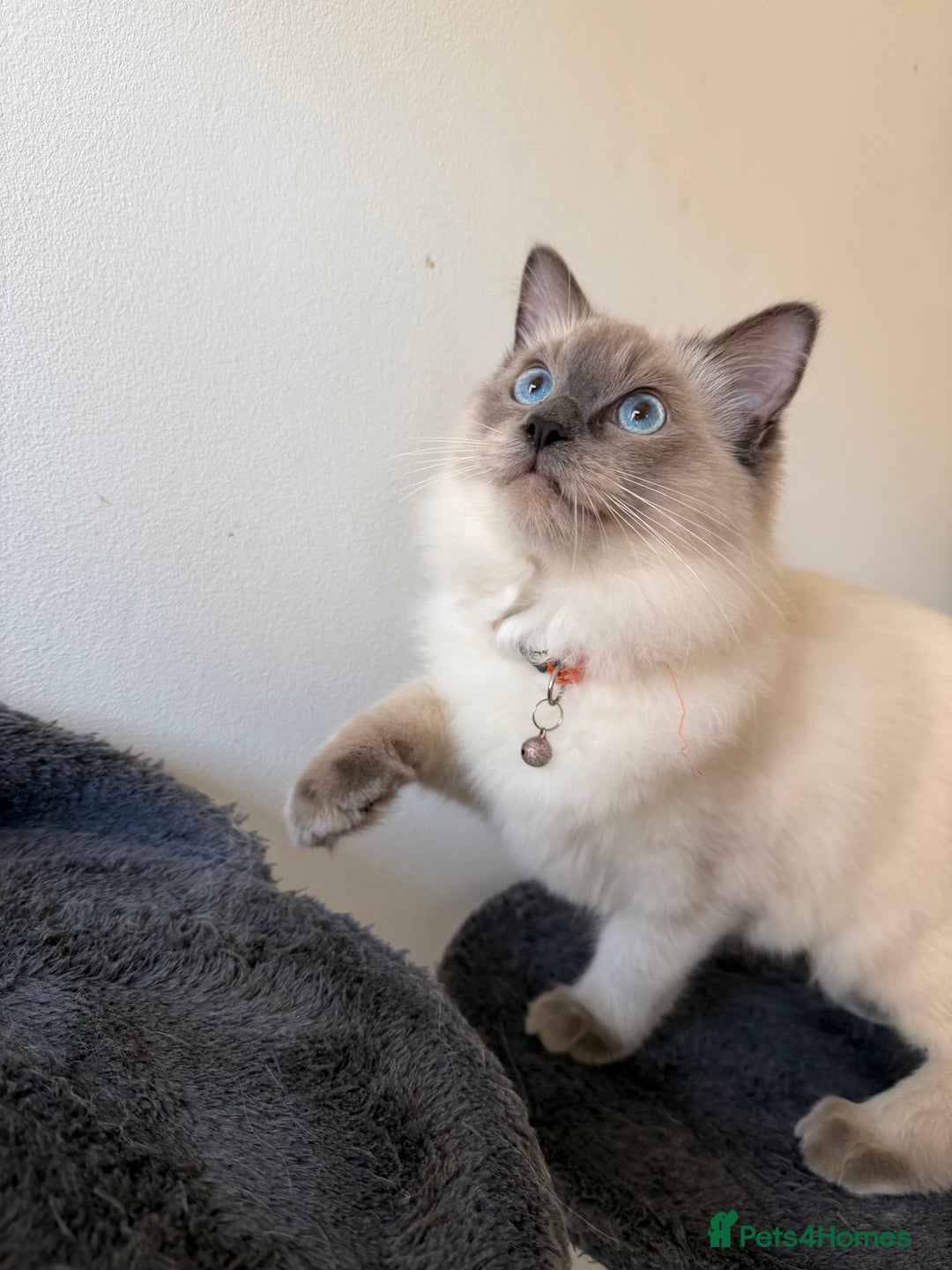 Ragdoll cats for sale: Ragdoll Kittens Looking for Their Forever Homes  - Image 26
