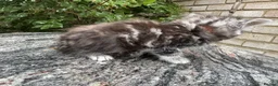 Maine Coon cats for sale: Maine Coon Bengal Cross Kittens - Advert 7