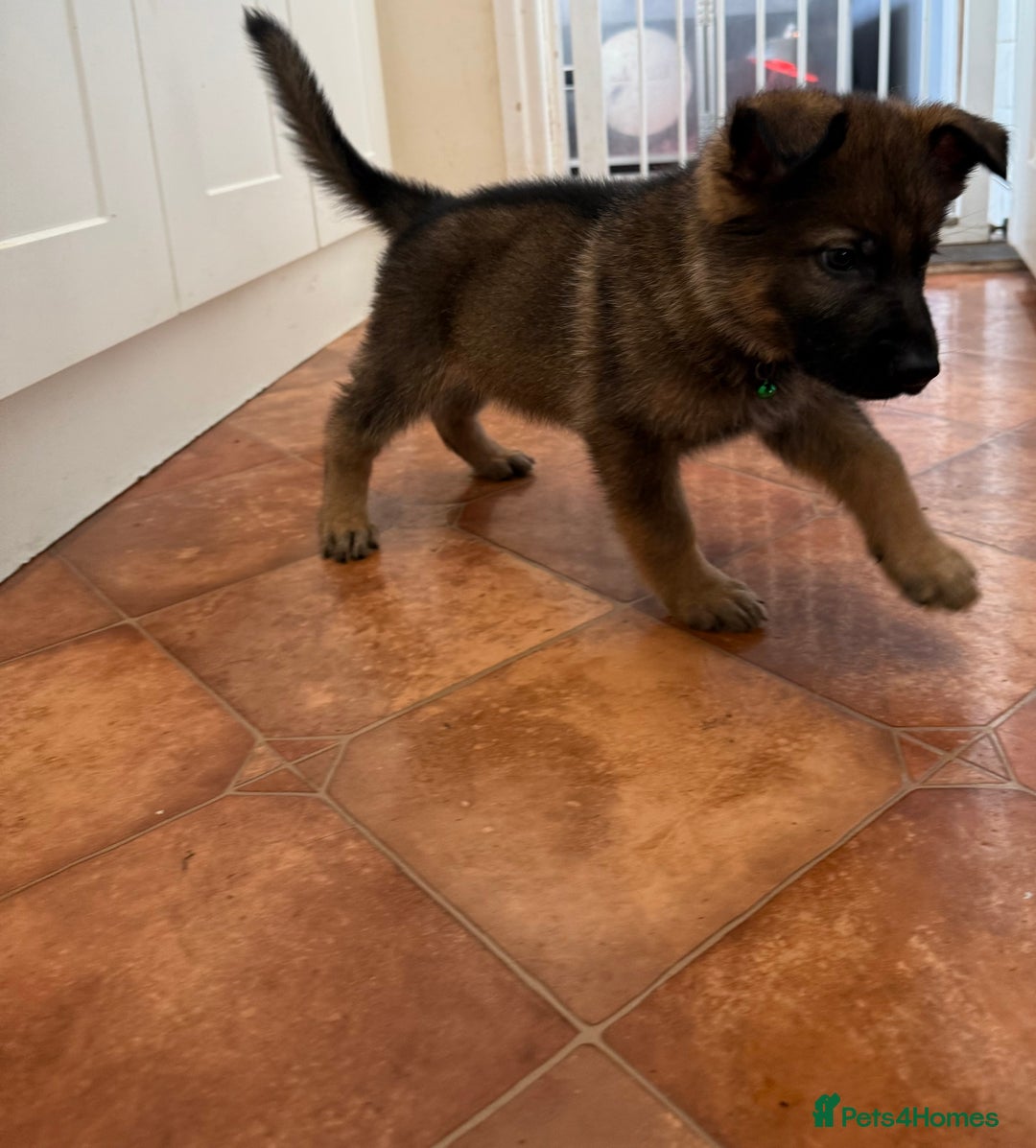 German Shepherd dogs for sale: KC Registered & Bred From Health Tested Parents  - Advert 13