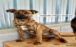 Mixed Breed dogs for adoption: Brindle, approx 7 months. Available for adoption. - Image 18
