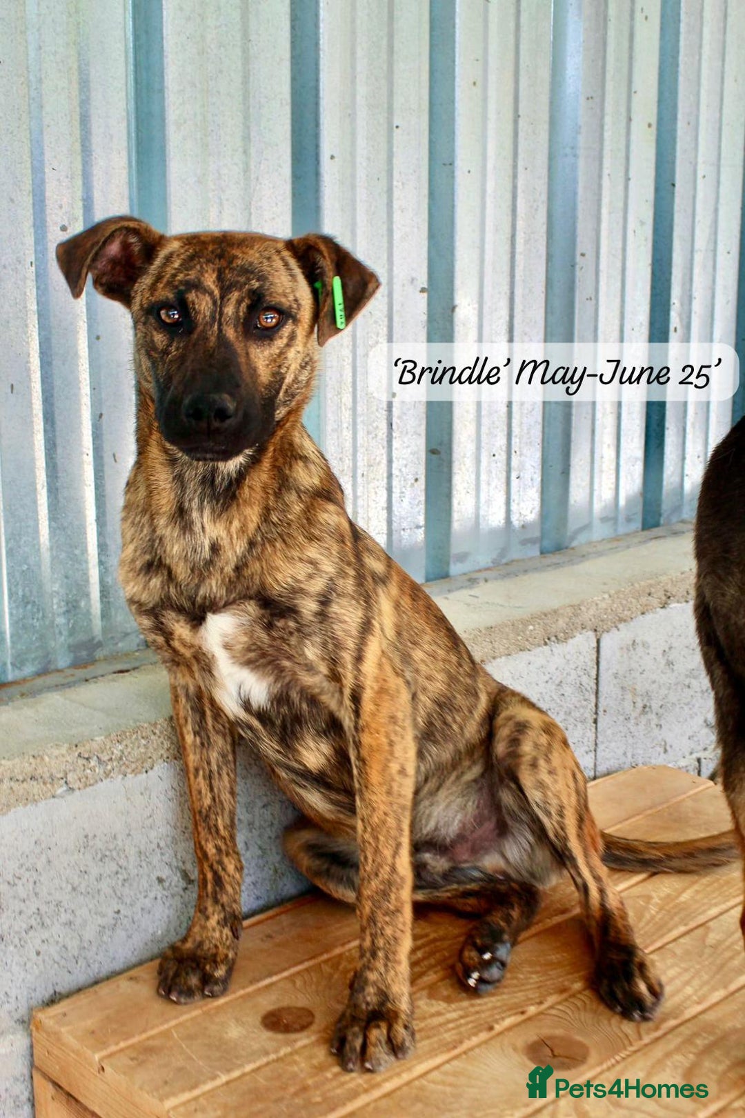 Mixed Breed dogs for adoption: Brindle, approx 7 months. Available for adoption. - Image 18
