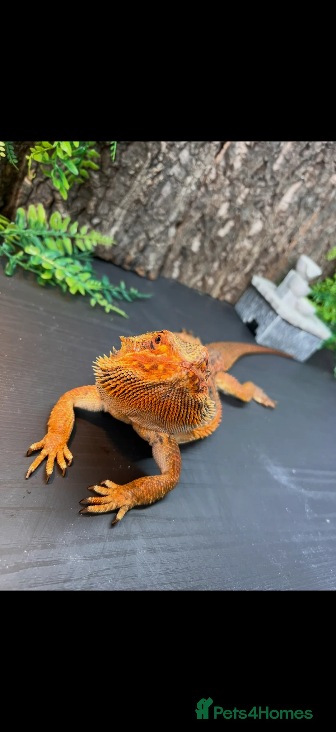 Bearded Dragon reptiles for sale: Bearded dragon - Advert 1