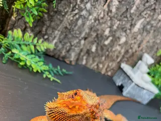 Bearded Dragon reptiles Bearded dragon - Advert 2
