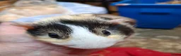 Guinea Pig rodents for sale: Baby guinea pigs for sale  - Advert 9