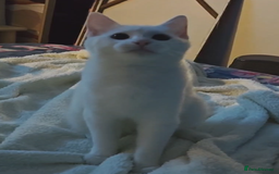 Khao Manee cats for sale: Beautiful Female Kitten - Image 2