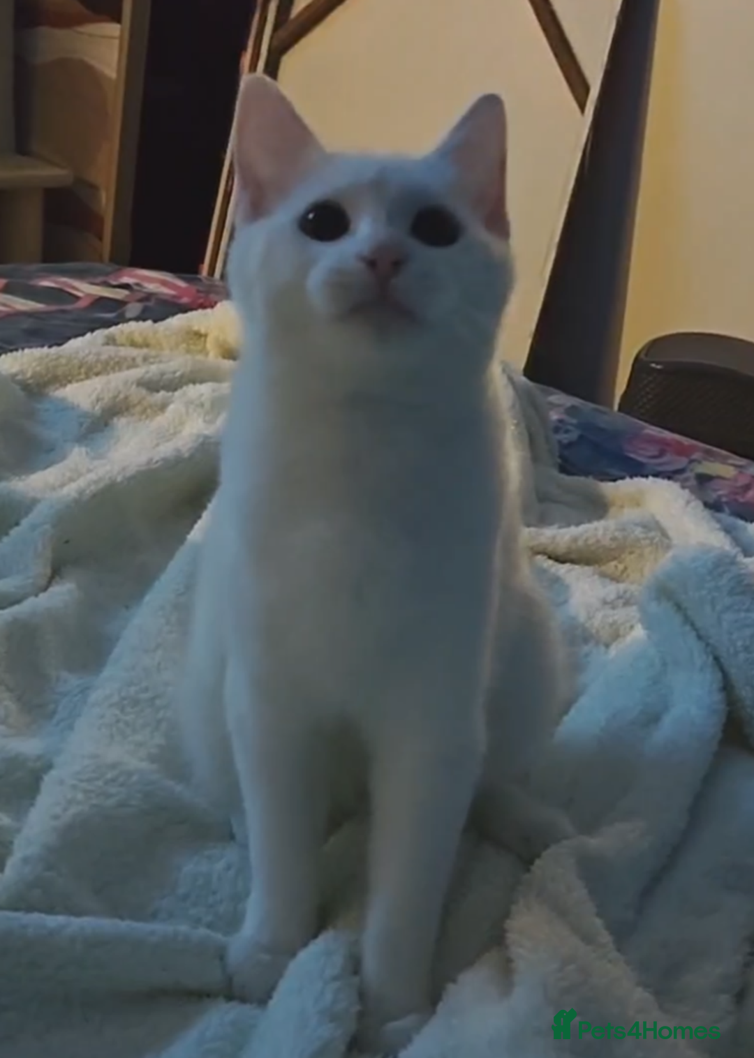 Khao Manee cats for sale: Beautiful Female Kitten - Image 2