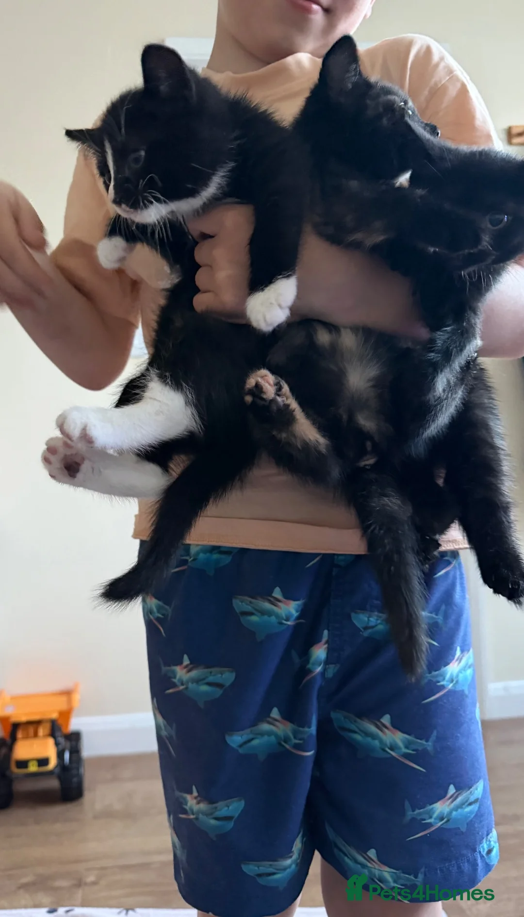 Domestic Shorthair cats for sale: Kittens for sale in Spalding - Advert 10