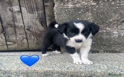 Border Collie dogs for sale: Border Collie Puppies  - Image 6