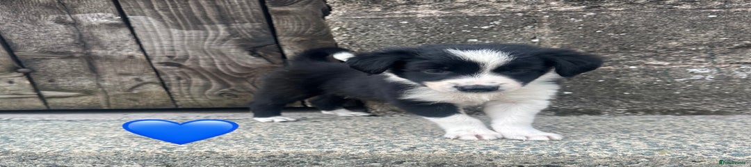 Border Collie Puppy 4