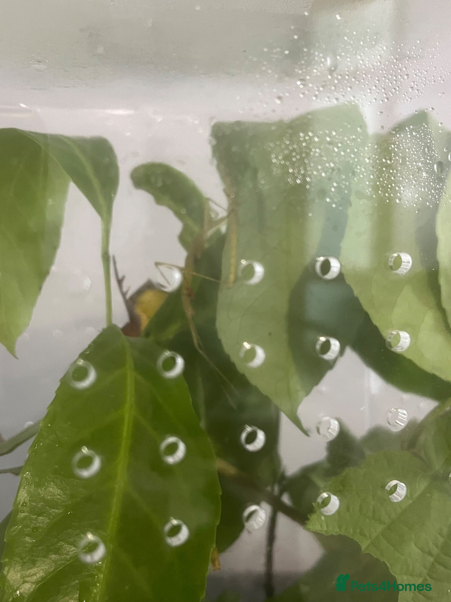 Stick Insects invertebrates Indian stick Insects 50p each, discount on bulk  - Advert 2