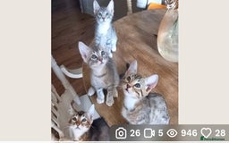 Bengal cats for sale: BENGAL Cross Kittens ♡ BLUE | NEED LOVING HOMES - Image 2