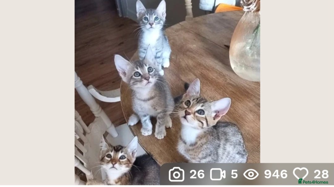 Bengal cats for sale: BENGAL Cross Kittens ♡ BLUE | NEED LOVING HOMES - Image 2