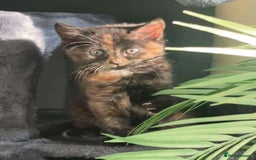 Domestic Shorthair cats for sale: orange and black kitten  - Image 3