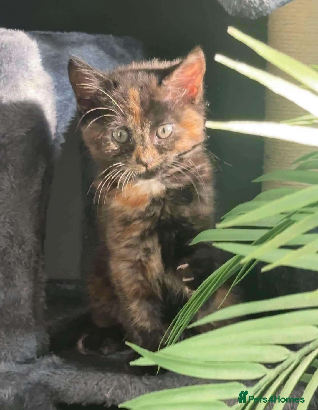 Domestic Shorthair cats for sale: orange and black kitten  - Image 3