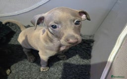 Italian Greyhound dogs for sale: KC regist. Beautiful girl  Italian Greyhound  - Image 2