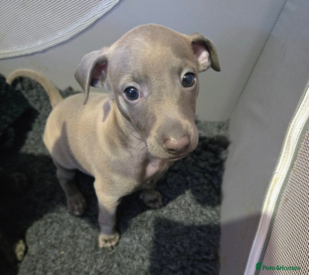 Italian Greyhound dogs for sale: KC regist. Beautiful girl  Italian Greyhound  - Image 2