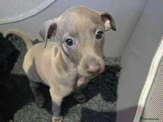 Italian Greyhound dogs Italian Greyhound - Advert 23