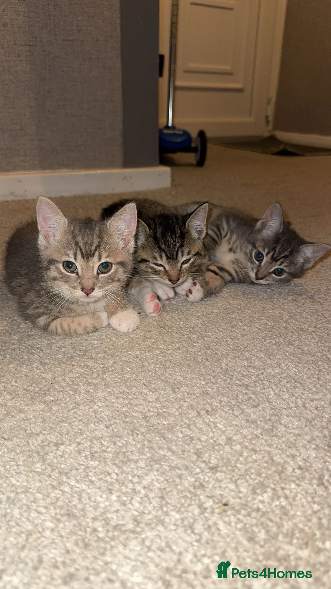 Mixed Breed cats for sale: Beautiful Kittens Ready for Their Forever Homes - Advert 1