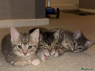 Mixed Breed cats Beautiful Kittens Ready for Their Forever Homes - Advert 1