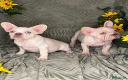 French Bulldog dogs for sale: Velvet and Fluffy french bulldogs  - Image 14