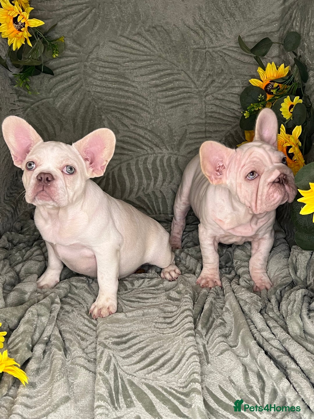 French Bulldog dogs for sale: Velvet and Fluffy french bulldogs  - Image 14