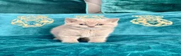 British Shorthair cats for sale: 🇬🇧👑🇬🇧💙British Shorthair😻💙Gccf chunky girls - Advert 7