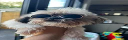 Mi-Ki dogs for sale: Mi-Ki toy breed puppy - Advert 8