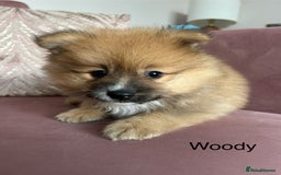 Pomeranian dogs for sale: Pomeranian puppies - Advert 8