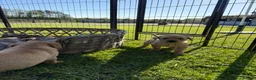 Labrador Retriever dogs for sale: Stunning,confident and loving Labrador puppies.  - Advert 5