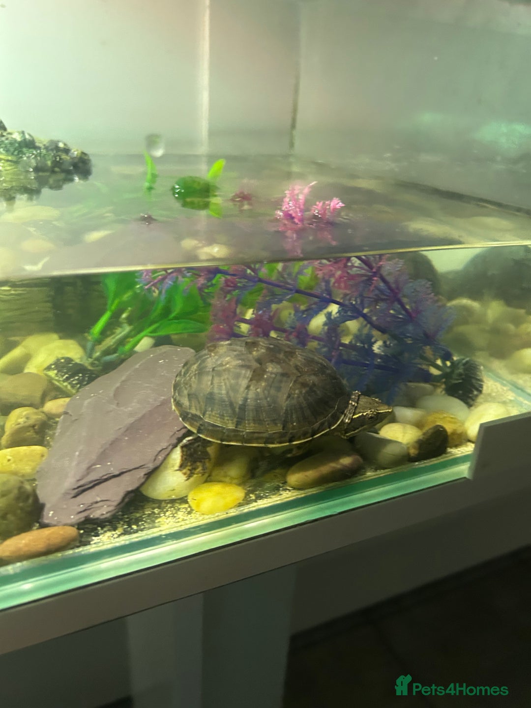 Turtle reptiles for sale: Pair of musk turtles and set up  - Image 5