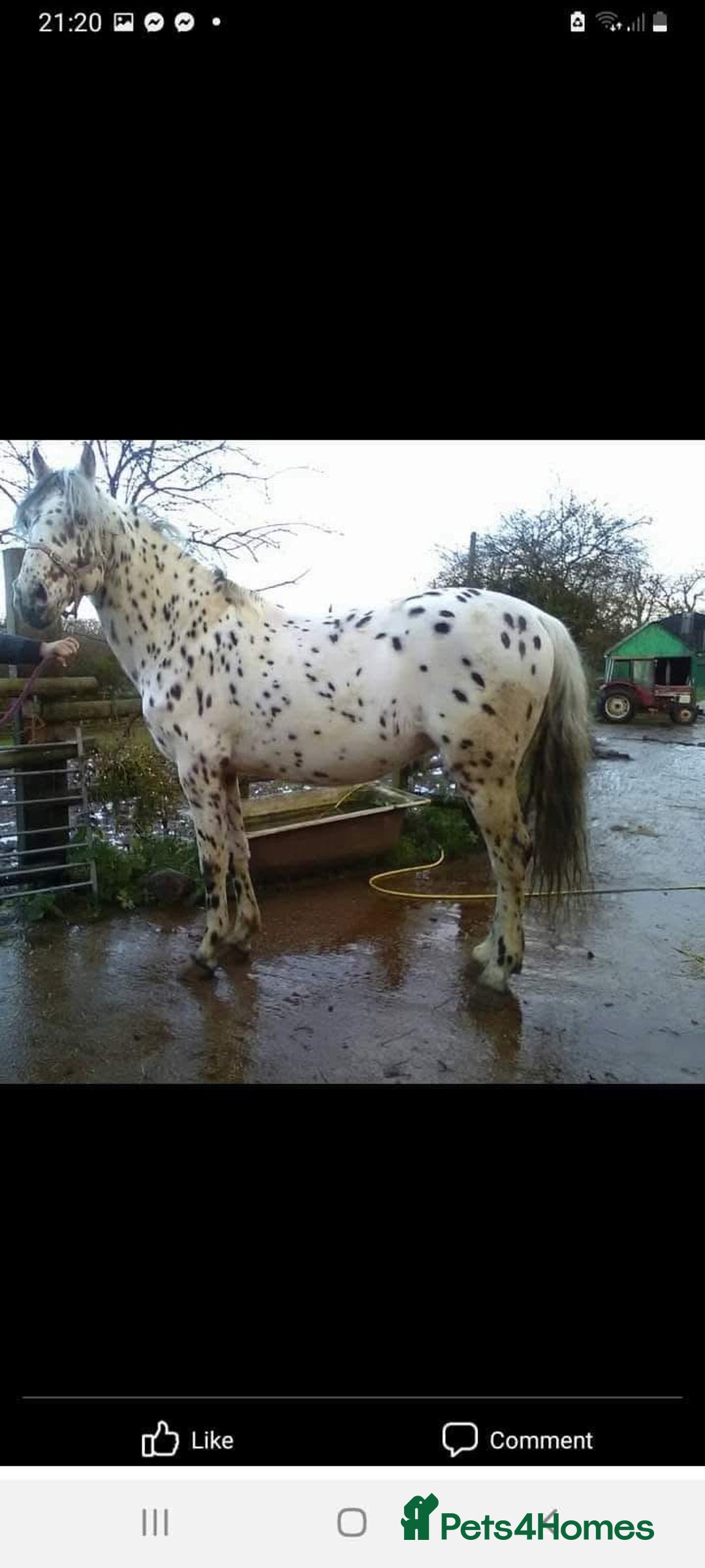 Appaloosa horses for sale: Cosmic Minstrel Gorgeous Gelding Rising 2 May 2026 - Advert 12