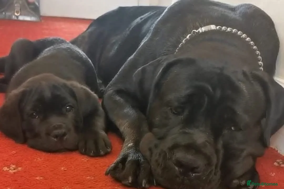 Cane Corso dogs for sale: Cane Corso  - Advert 4