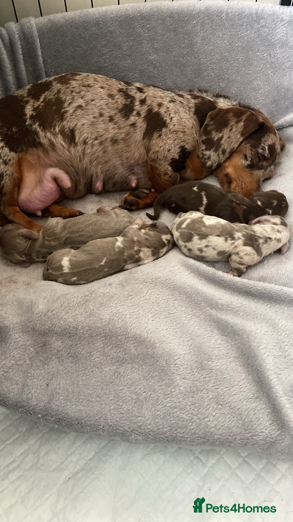Miniature Dachshund dogs Stunning Miniature Dachshund Puppy’s 4 X Females  - Advert 2