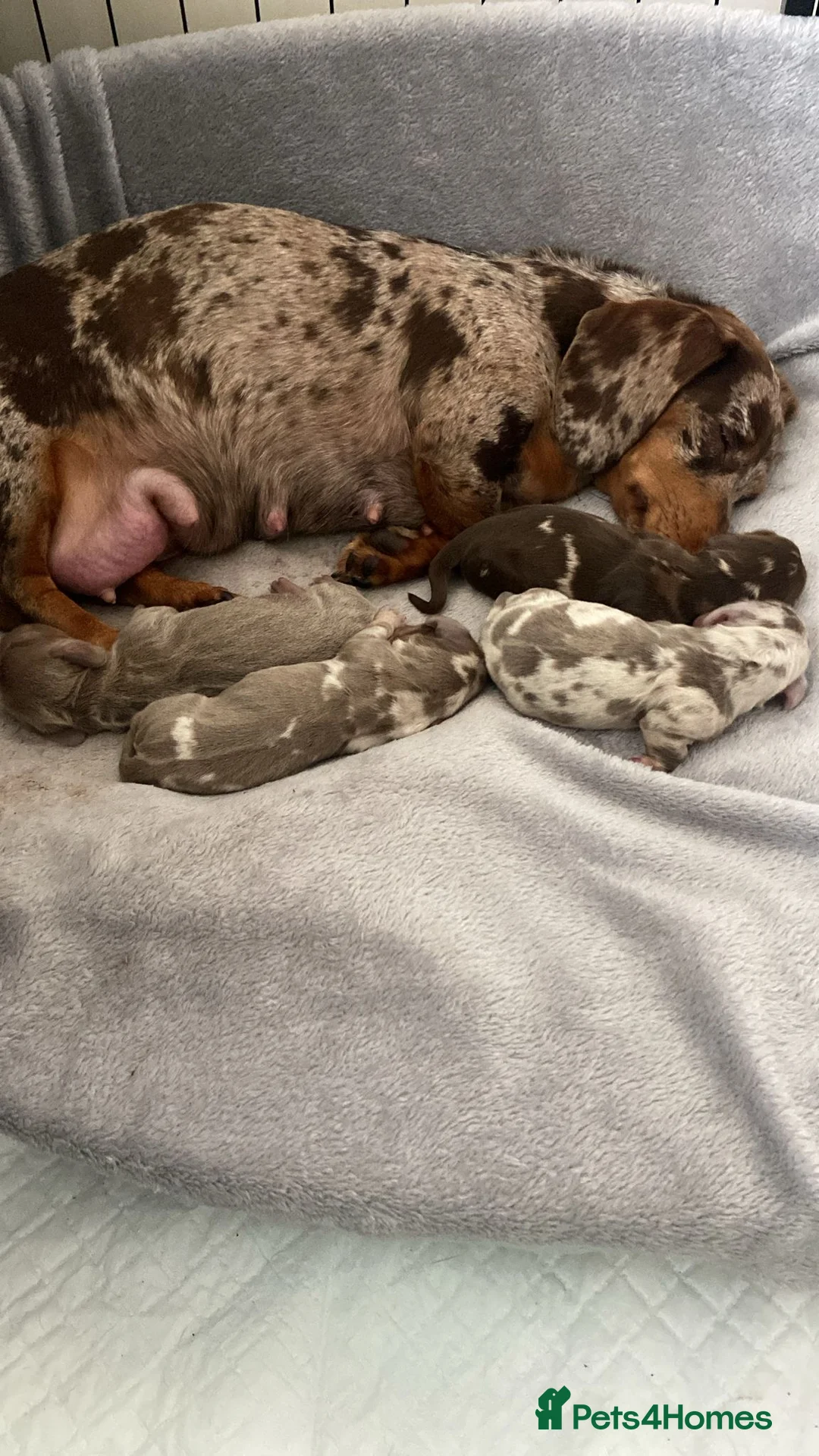 Miniature Dachshund dogs for sale: Stunning Miniature Dachshund Puppy’s 4 X Females  in Chesterfield - Advert 2