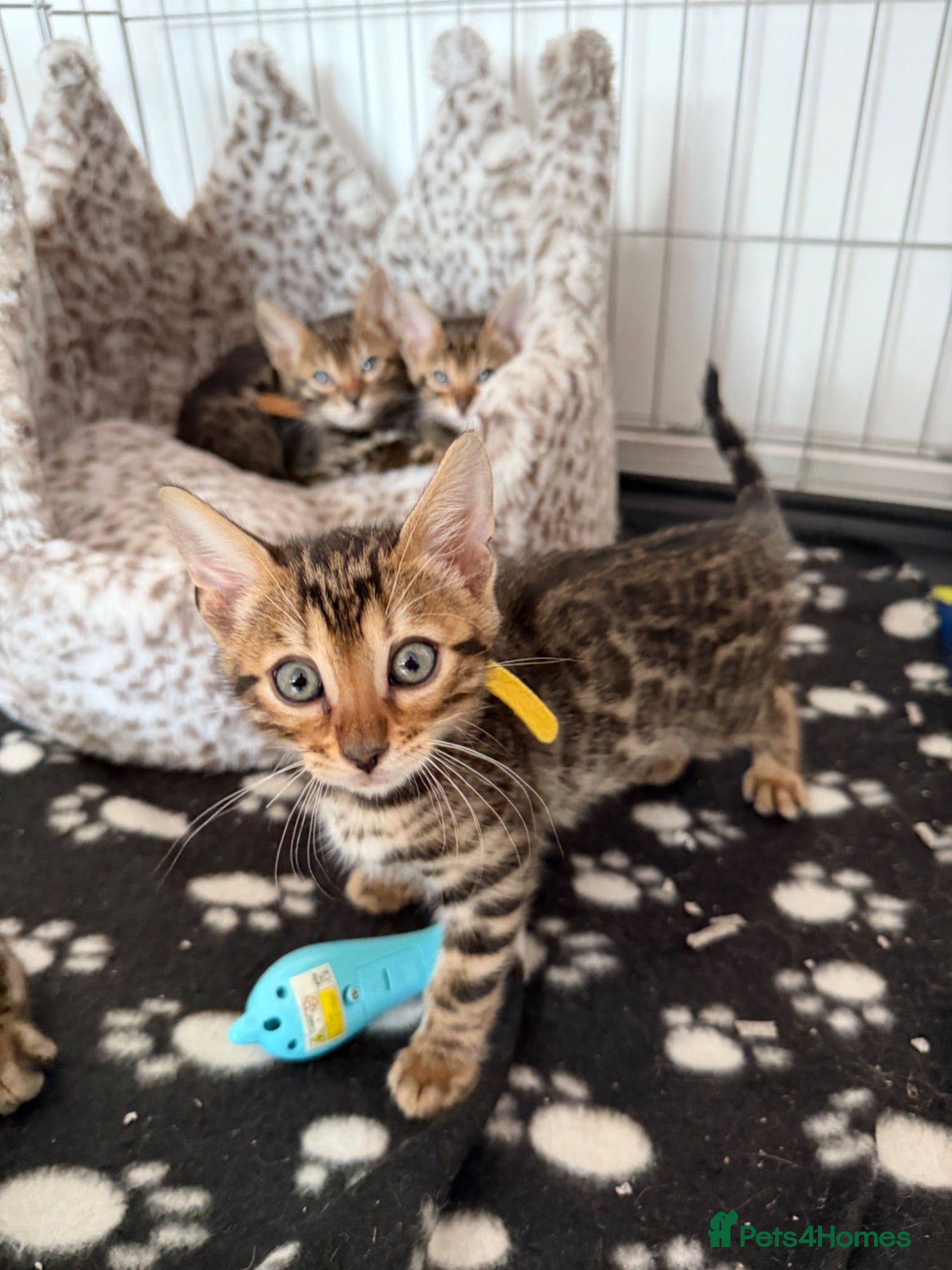 Bengal cats Bengal Kittens Available  - Advert 5