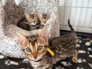Bengal cats Bengal Kittens Available - Advert 5