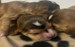 Cockalier dogs for sale: ✨ Beautiful Cockalier puppies ✨ - Image 6