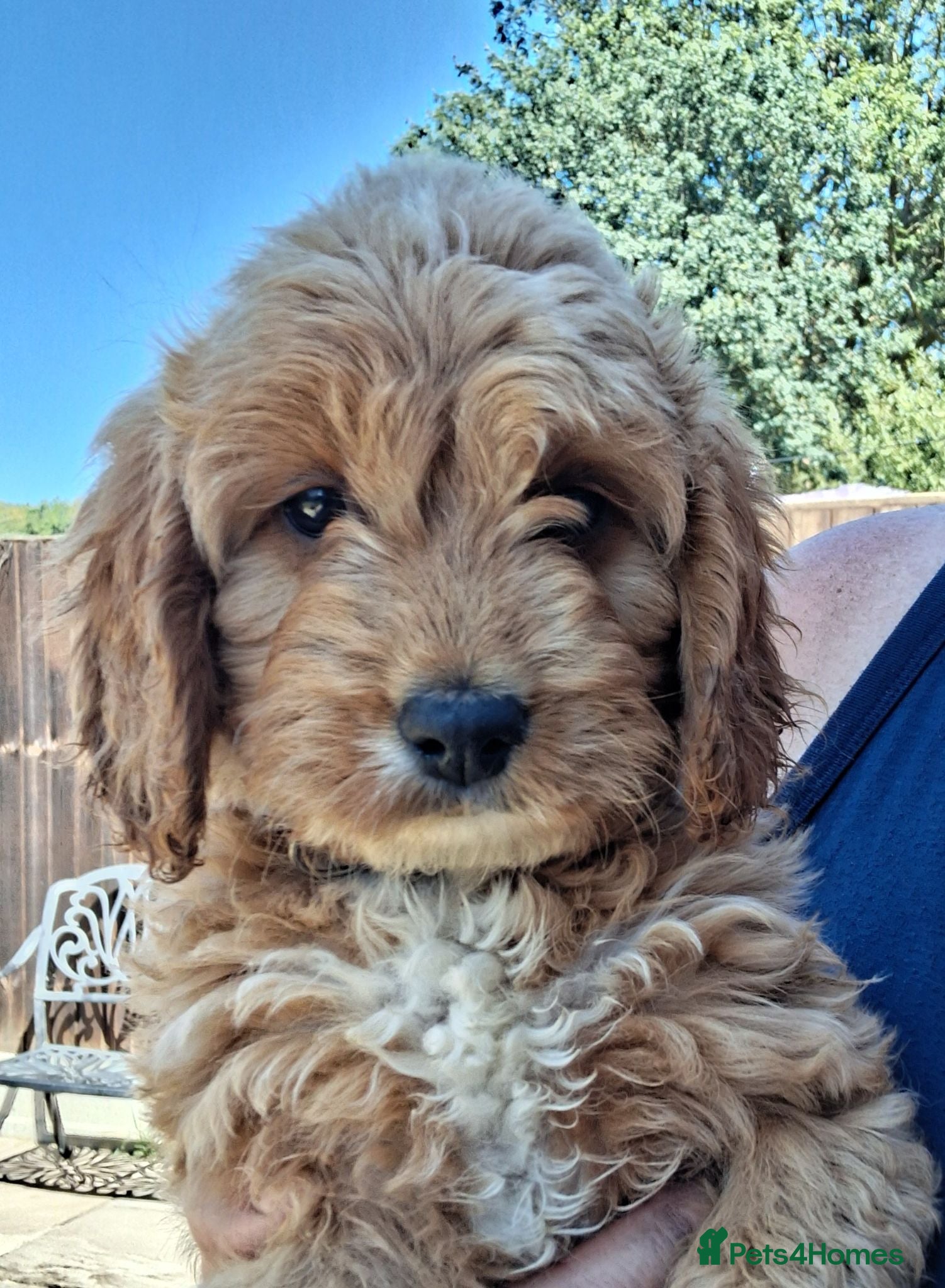 Cockapoo dogs ** Only Girls Left** Cockapoo puppies for sale  - Advert 2