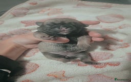 Pug dogs for sale: Pug puppys  - Image 3