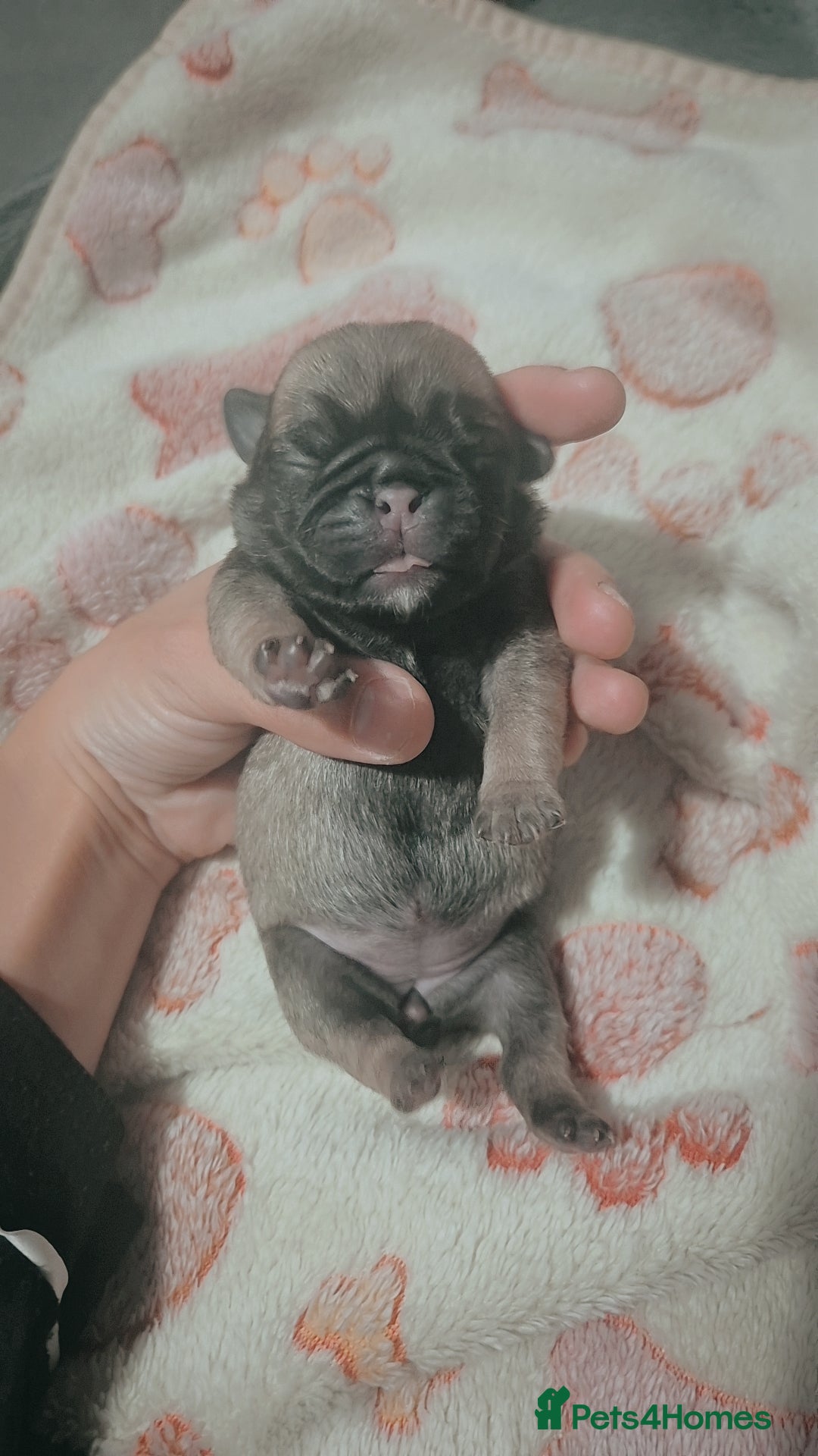 Pug dogs for sale: Pug puppys  - Image 3