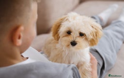 Maltipoo dogs for sale: Gorgeous Maltipoo Puppies – 3 Boys & 3 Girls - Image 14