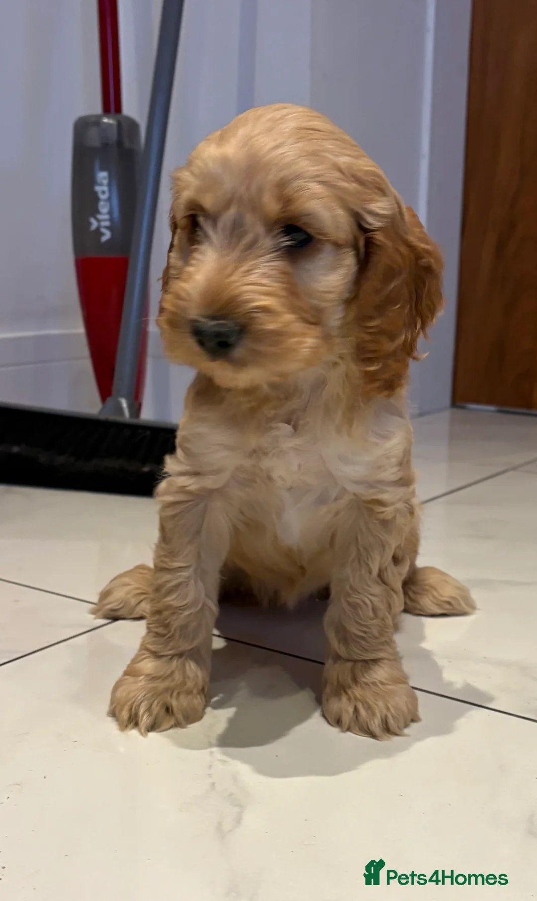 Cockapoo dogs for sale: F1B Cockapoo Puppies - Advert 8