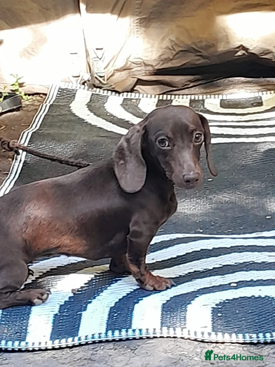 Miniature Dachshund dogs for sale: Beautiful tiny miniature dashound - Advert 3