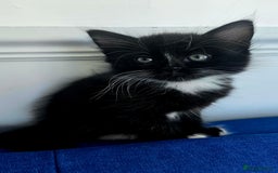 Mixed Breed cats for sale: 2 Adorable boys - Ragdol Mix kittens - Image 4